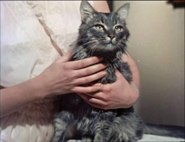 Киностудия Горького представила подборку знаменитых фильмов с котами-актерами