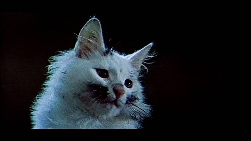 Киностудия Горького представила подборку знаменитых фильмов с котами-актерами