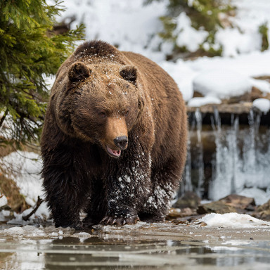 Пожилой японец отбился от медведя трекинговыми палками