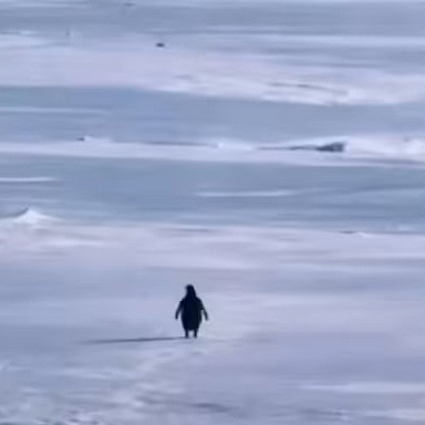 «Смешарики» сделали свою версию мема с пингвином-нигилистом